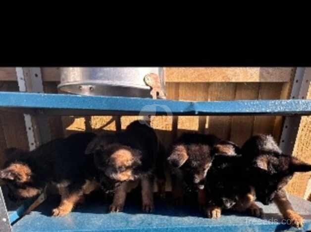 Adorable German shepherd puppies - READY TO GO NOW! for sale in Slough, Powys - Image 3