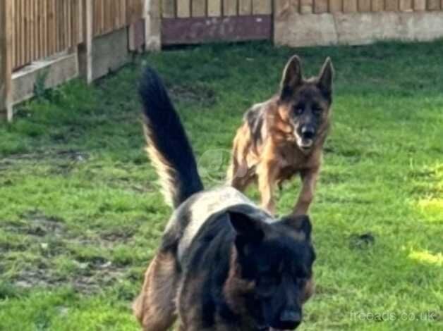 Adorable German shepherd puppies - READY TO GO NOW! for sale in Slough, Powys - Image 5