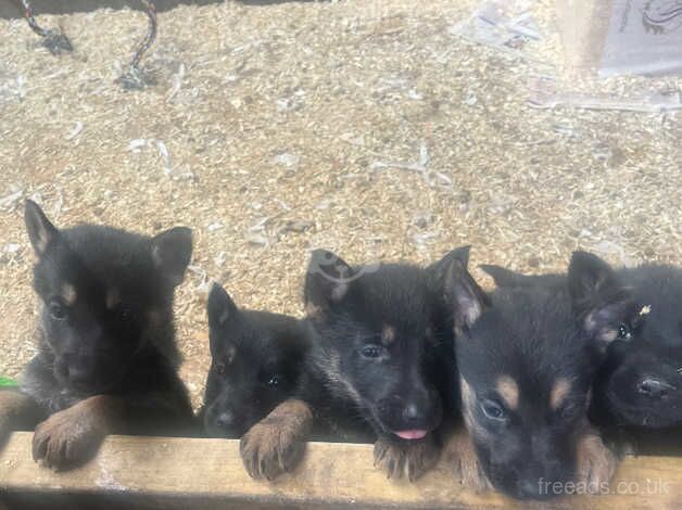 Adorable Germn Shepard puppys for sale in Port Talbot, Neath Port Talbot