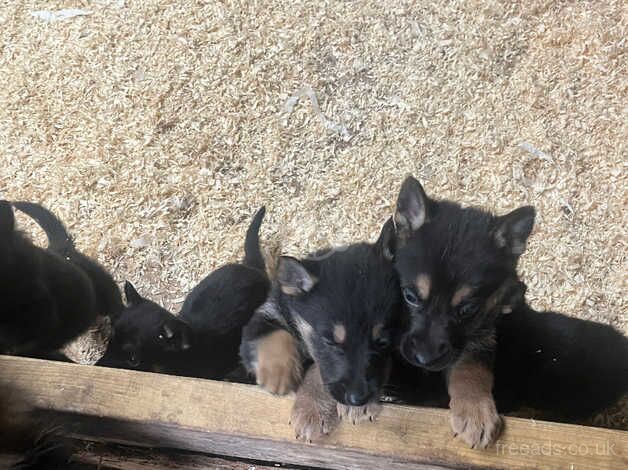 Adorable straight back German Shepard Puppies for sale in Port Talbot, Neath Port Talbot