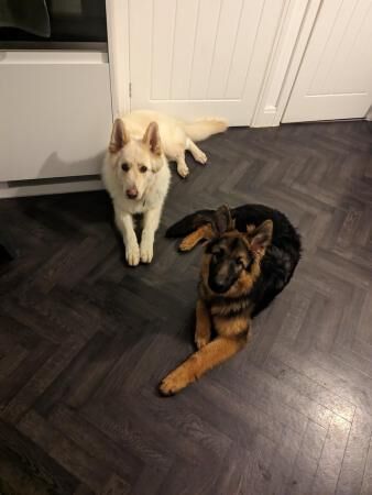 Adult female white German Shepherd for sale in Preston, Lancashire - Image 2