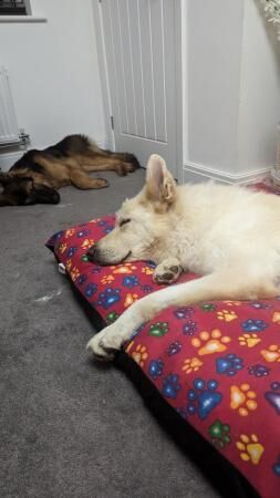 Adult female white German Shepherd for sale in Preston, Lancashire - Image 3