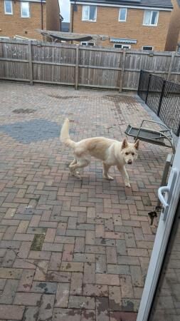 Adult female white German Shepherd for sale in Preston, Lancashire - Image 5