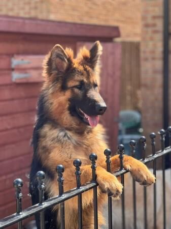 Adult male black and tan German Shepherd for sale in Preston, Lancashire - Image 1