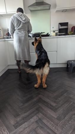 Adult male black and tan German Shepherd for sale in Preston, Lancashire - Image 2