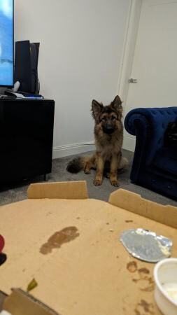 Adult male black and tan German Shepherd for sale in Preston, Lancashire - Image 5