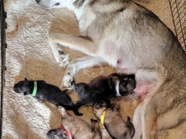 Alaskan Shepherd puppies, ready in December for sale in High Wycombe, Buckinghamshire