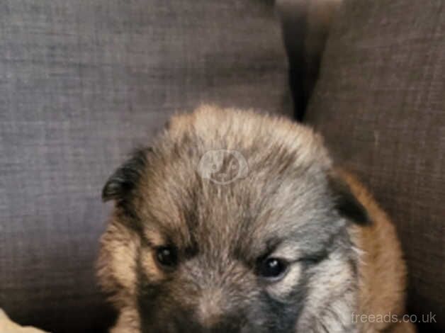 German Shepherd Puppies for sale in Buckinghamshire