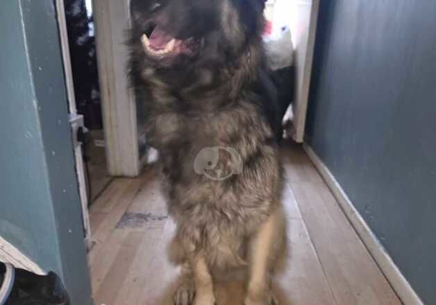 Alsation/German shepard for sale in Newark, Orkney Islands