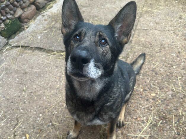 Annie for sale in Mansfield, Nottinghamshire