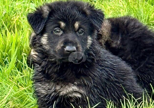 Awesome Kennel Club Registered German Shepherd Dog pups Ready to view for sale in Templecombe, Somerset