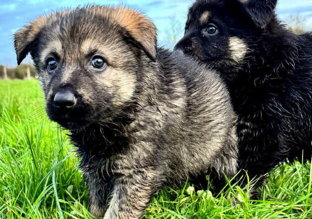 KC Registered German Shepherd Puppies for sale in Somerset