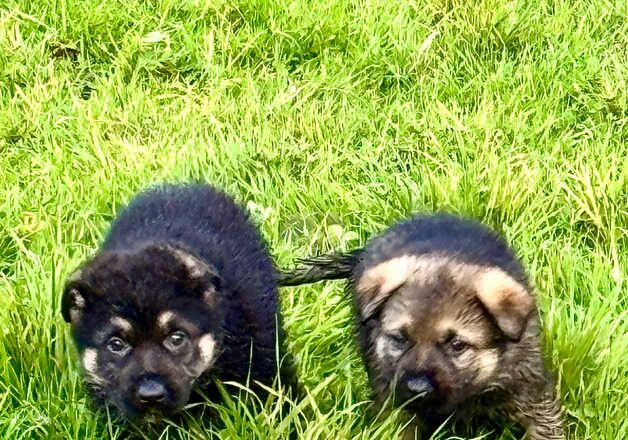 German Shepherd Puppies for sale