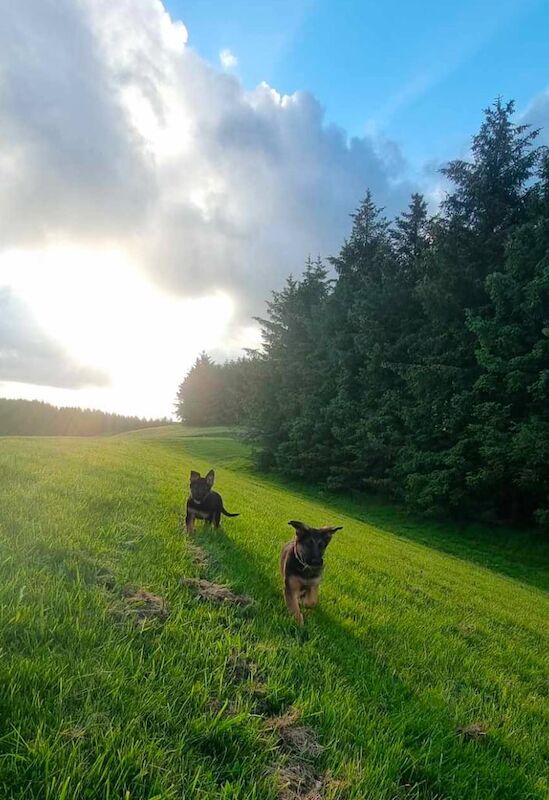 Beautiful 1-Year-Old German Shepherds for sale in Kilrea, County Londonderry - Image 2