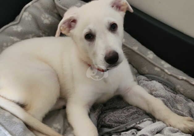 Beautiful 7mo girl poppy for sale in Worcester, Worcestershire - Image 5