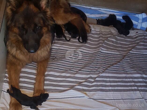 Beautiful and healthy German Shepherd puppies for sale in Frome, Somerset