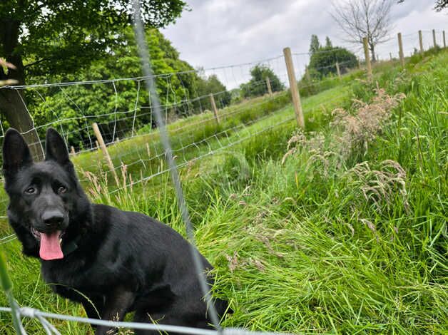 Beautiful black German Shepherd for sale in Birmingham, West Midlands