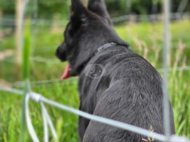 Beautiful black German Shepherd for sale in Birmingham, West Midlands - Image 2