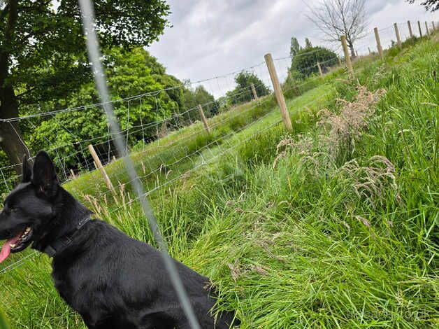 Beautiful black German Shepherd for sale in Birmingham, West Midlands - Image 3