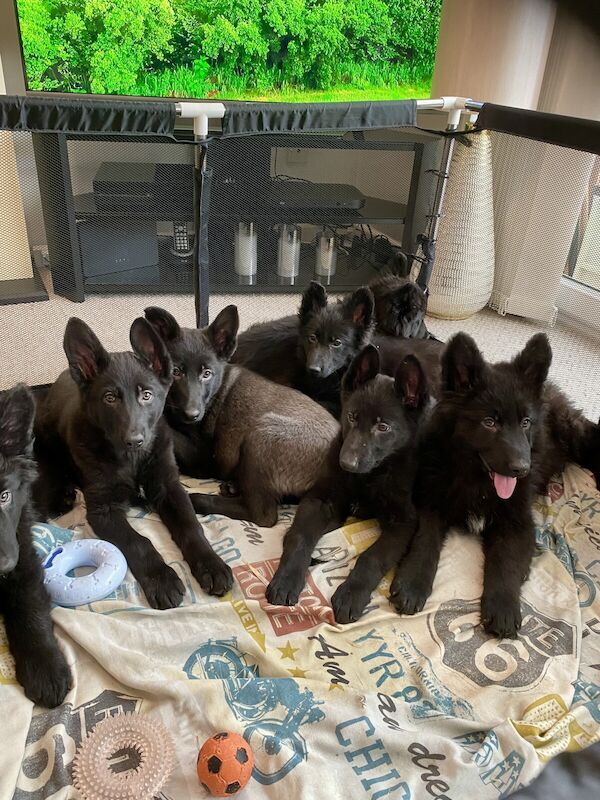 Beautiful black German shepherd puppies for sale in Southampton, Hampshire