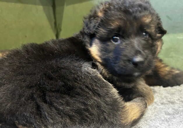 Beautiful chunky German Shepard puppies for sale in Southampton, Hampshire