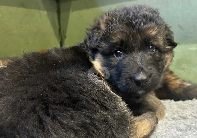 German Shepherds for sale in Southampton, Hampshire