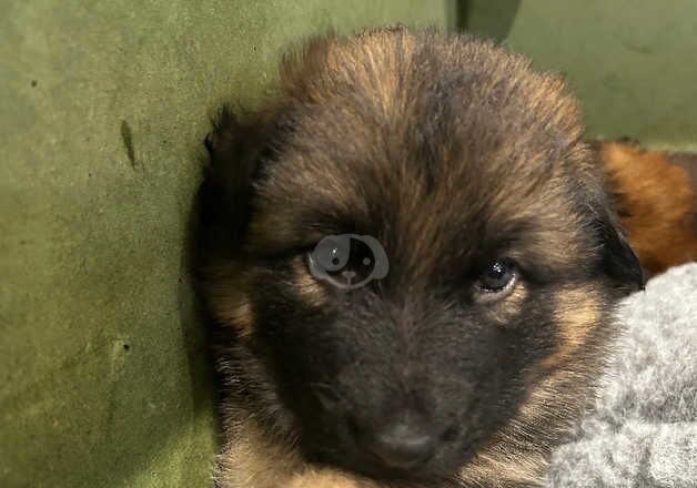 German Shepherd Puppies for sale in Hampshire