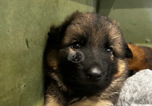 German Shepherd Puppies for sale