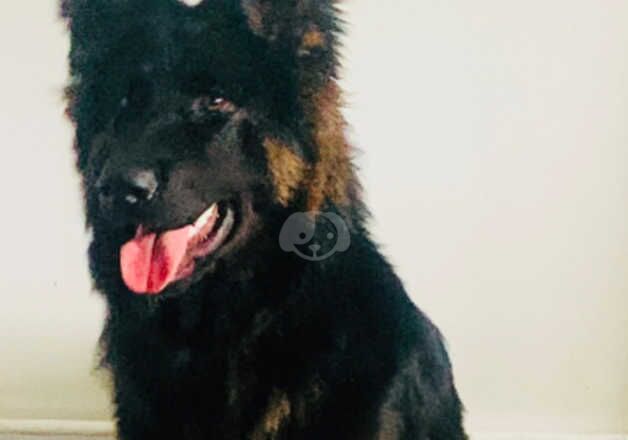 BEAUTIFUL FEMALE GERMAN SHEPHERD for sale in Camberley, Surrey