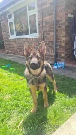 Beautiful German Shepherd 7 months old for sale in Macclesfield, Cheshire - Image 1