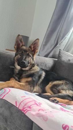 Beautiful German Shepherd 7 months old for sale in Macclesfield, Cheshire - Image 4