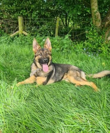 Beautiful German Shepherd 7 months old for sale in Macclesfield, Cheshire - Image 5