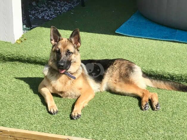 Beautiful German shepherd dog ( female) 10 months old for sale in Eastbourne, County Durham