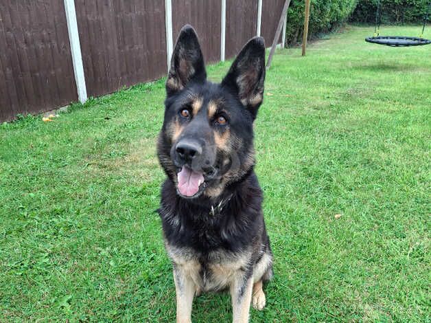 Beautiful German shepherd for sale in Shrewsbury, Shropshire - Image 1