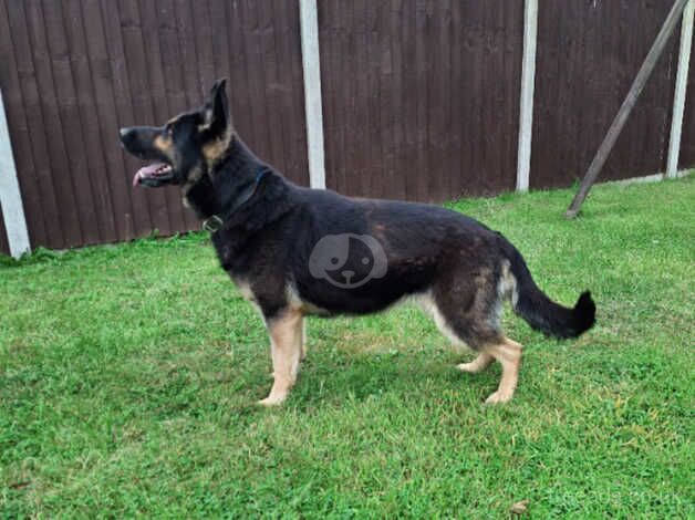 Beautiful German shepherd for sale in Shrewsbury, Shropshire - Image 2