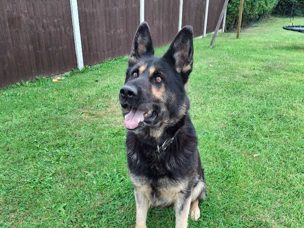 Beautiful German shepherd for sale in Shrewsbury, Shropshire - Image 3