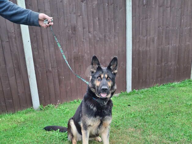 Beautiful German shepherd for sale in Shrewsbury, Shropshire - Image 4