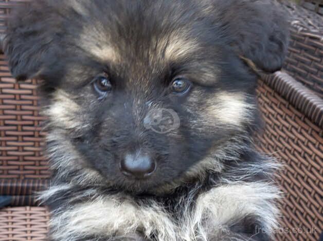 Beautiful German shepherd for sale in Tonbridge, Kent - Image 3