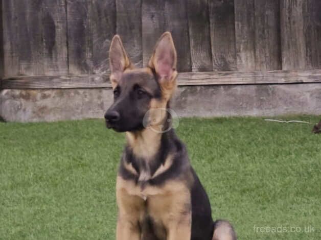 Beautiful German shepherd pup for sale in Barnsley, South Yorkshire - Image 2