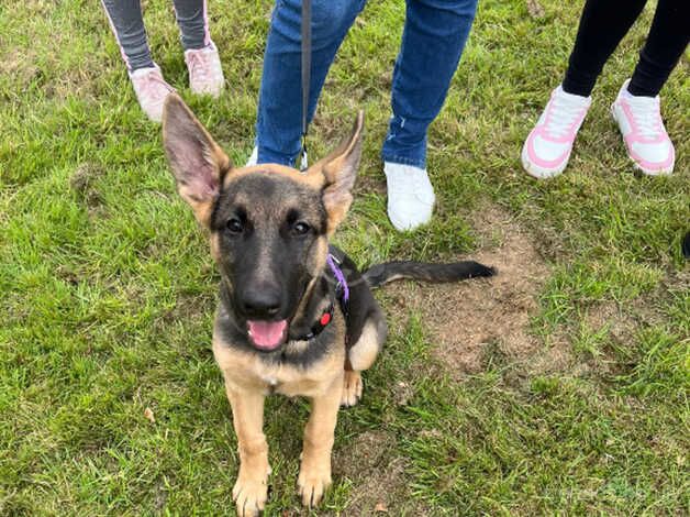 Beautiful German shepherd pup for sale in Barnsley, South Yorkshire - Image 3