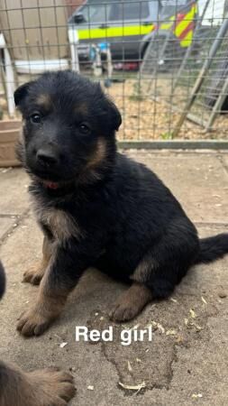Beautiful German shepherd puppies for sale in Boston, Lincolnshire - Image 1