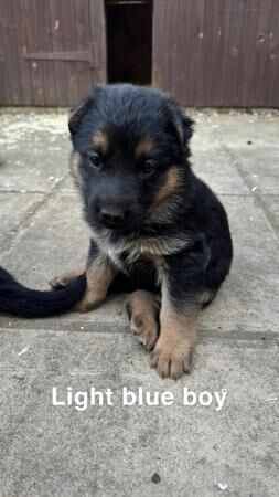 Beautiful German shepherd puppies for sale in Boston, Lincolnshire - Image 2
