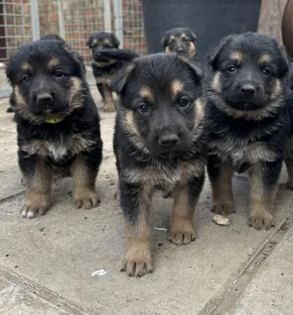 Beautiful German shepherd puppies for sale in Boston, Lincolnshire - Image 3