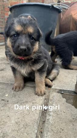 Beautiful German shepherd puppies for sale in Boston, Lincolnshire - Image 4