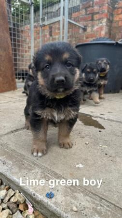Beautiful German shepherd puppies for sale in Boston, Lincolnshire - Image 5