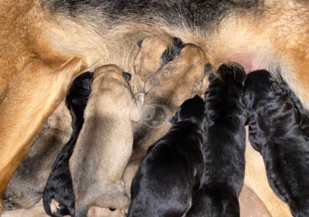 Beautiful German shepherd puppies available for sale in Llanelli, Carmarthenshire