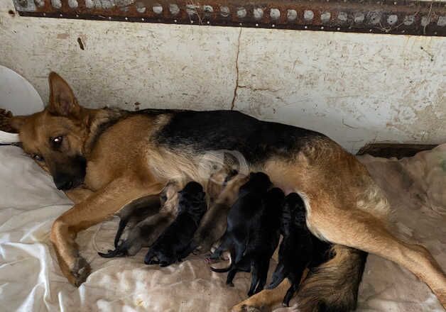 German Shepherds for sale in Llanelli, Carmarthenshire