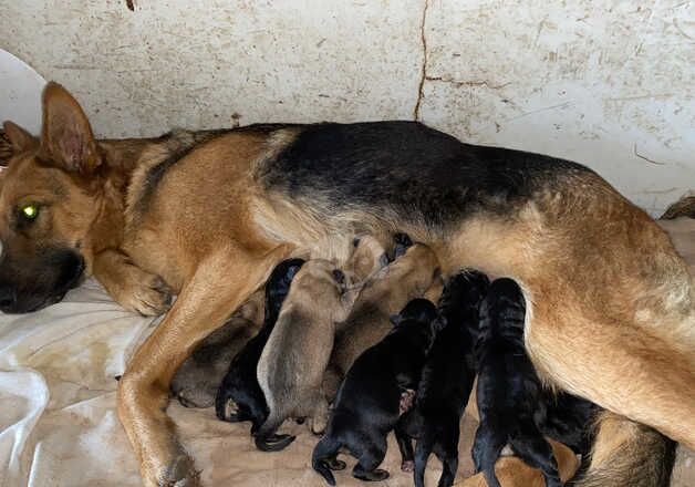 German Shepherd Puppies for sale in Carmarthenshire