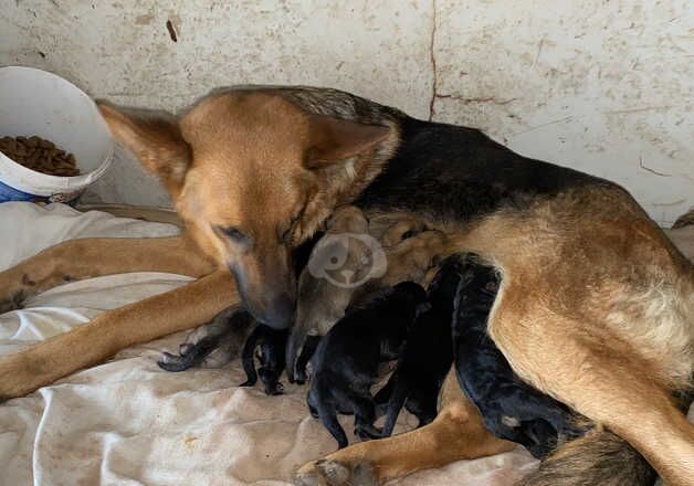 Beautiful German shepherd puppies available for sale in Llanelli, Carmarthenshire - Image 4