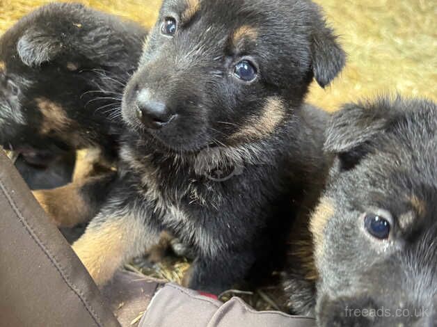 Beautiful German shepherd puppies for sale in Battle, Powys